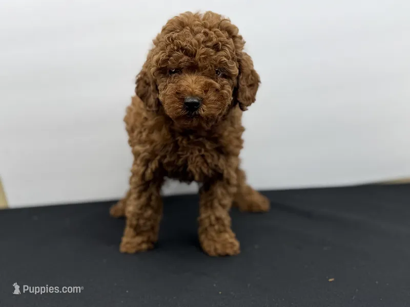 Honey-L – Poodle - Toy  puppy for sale in Greensboro, NC