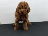 Honey-L, a female Poodle - Toy  for sale in Greensboro, NC – Photo 1 of 6