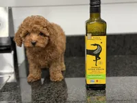 Honey-R, a female Poodle - Toy  for sale in Greensboro, NC – Photo 3 of 6