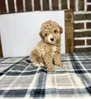 Teddy, a male Poodle - Toy  for sale in Greensboro, NC – 2 of 7