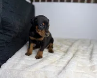 Kobe, a male Doberman Pinscher for sale in Greensboro, NC – 2 of 5