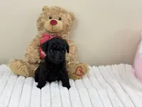 Teddy, a male Poodle - Toy  for sale in Greensboro, NC – 4 of 4
