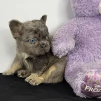 Ash, a male French Bulldog for sale in Greensboro, NC – Photo 1 of 9