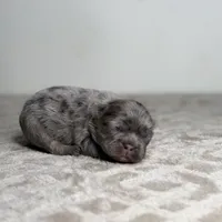 Ash, a male French Bulldog for sale in Greensboro, NC – Photo 5 of 9