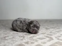 Ash, a male French Bulldog for sale in Greensboro, NC – Photo 4 of 8