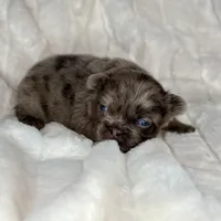 Ash, a male French Bulldog for sale in Greensboro, NC – Photo 4 of 9