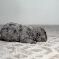 Ash, a male French Bulldog for sale in Greensboro, NC – Photo 7 of 9