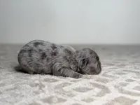 Ash, a male French Bulldog for sale in Greensboro, NC – Photo 6 of 8