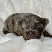 Ash, a male French Bulldog for sale in Greensboro, NC – Photo 3 of 9