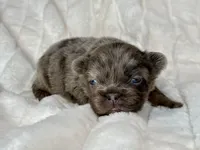 Ash, a male French Bulldog for sale in Greensboro, NC – Photo 2 of 8