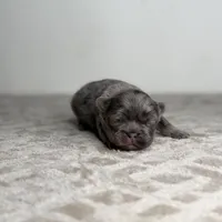 Ash, a male French Bulldog for sale in Greensboro, NC – Photo 8 of 9