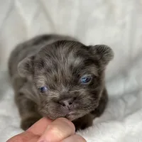 Ash, a male French Bulldog for sale in Greensboro, NC – Photo 2 of 9