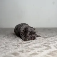 Ash, a male French Bulldog for sale in Greensboro, NC – Photo 6 of 9