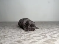 Ash, a male French Bulldog for sale in Greensboro, NC – Photo 5 of 8