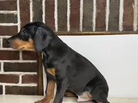 Kobe, a male Doberman Pinscher for sale in Greensboro, NC – 2 of 8