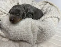 Maverick, a male Doberman Pinscher for sale in Greensboro, NC – 2 of 2
