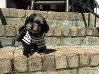 Latte, a female Poodle - Miniature  for sale in Greensboro, NC – 2 of 7