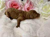 Poppy, a female Poodle - Toy  for sale in Greensboro, NC – Photo 2 of 2