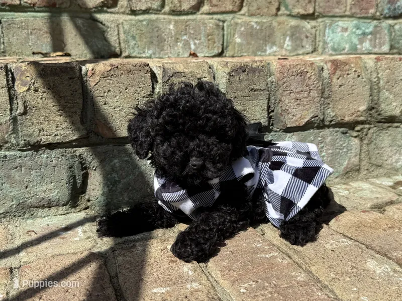 Bella – Poodle - Toy  puppy for sale in Greensboro, NC