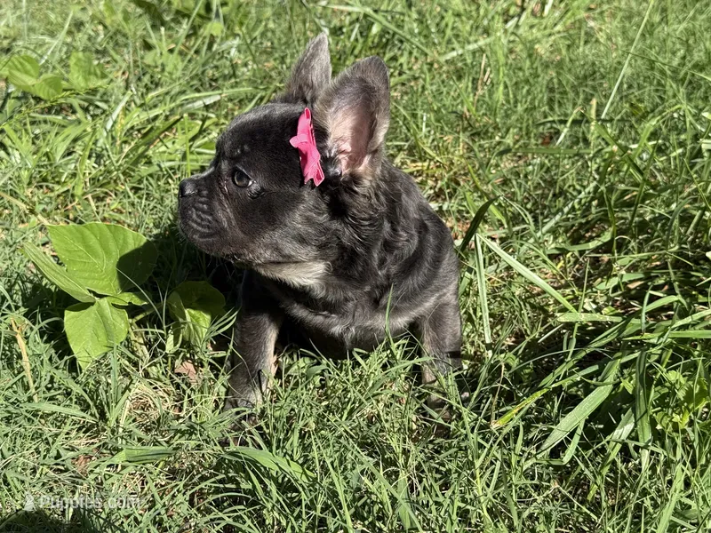 Onyx – French Bulldog puppy for sale in Greensboro, NC
