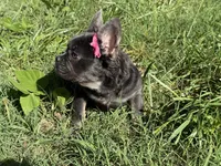 Onyx, a female French Bulldog for sale in Greensboro, NC – 1 of 5