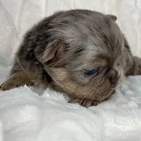 Sterling, a male French Bulldog for sale in Greensboro, NC – Photo 4 of 9