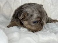 Sterling, a male French Bulldog for sale in Greensboro, NC – Photo 3 of 8