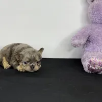 Sterling, a male French Bulldog for sale in Greensboro, NC – Photo 1 of 9