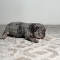 Sterling, a male French Bulldog for sale in Greensboro, NC – Photo 8 of 9