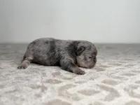 Sterling, a male French Bulldog for sale in Greensboro, NC – Photo 7 of 8