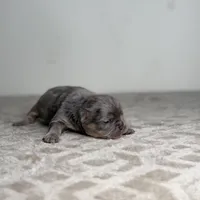 Sterling, a male French Bulldog for sale in Greensboro, NC – Photo 5 of 9