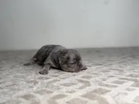 Sterling, a male French Bulldog for sale in Greensboro, NC – Photo 4 of 8