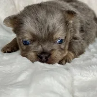 Sterling, a male French Bulldog for sale in Greensboro, NC – Photo 3 of 9