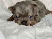 Sterling, a male French Bulldog for sale in Greensboro, NC – Photo 2 of 8