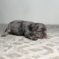 Sterling, a male French Bulldog for sale in Greensboro, NC – Photo 6 of 9