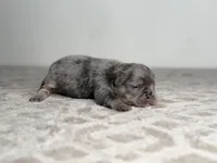 Sterling, a male French Bulldog for sale in Greensboro, NC – Photo 5 of 8