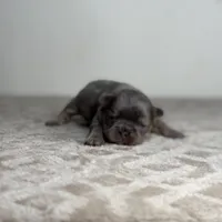 Sterling, a male French Bulldog for sale in Greensboro, NC – Photo 7 of 9