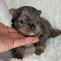 Sterling, a male French Bulldog for sale in Greensboro, NC – Photo 2 of 9