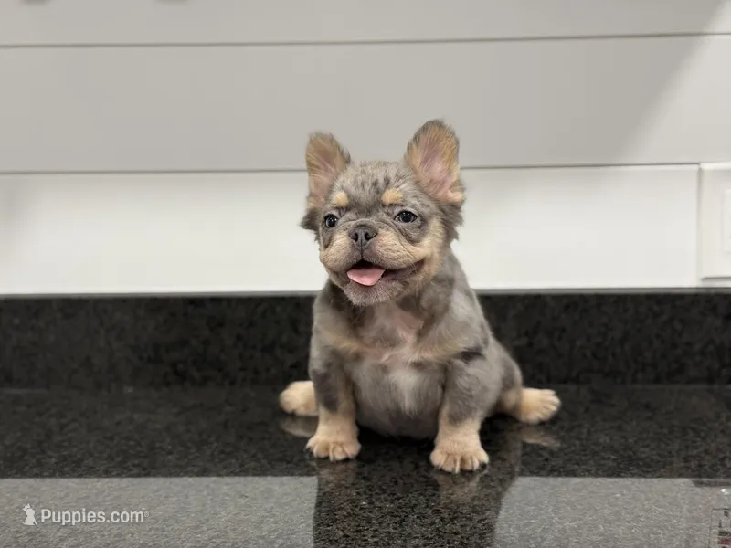 Sterling – French Bulldog puppy for sale in Greensboro, NC