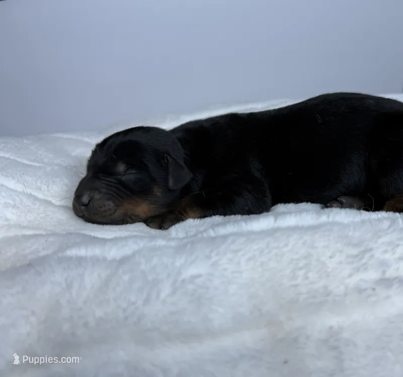 King – Doberman Pinscher puppy for sale in Greensboro, NC