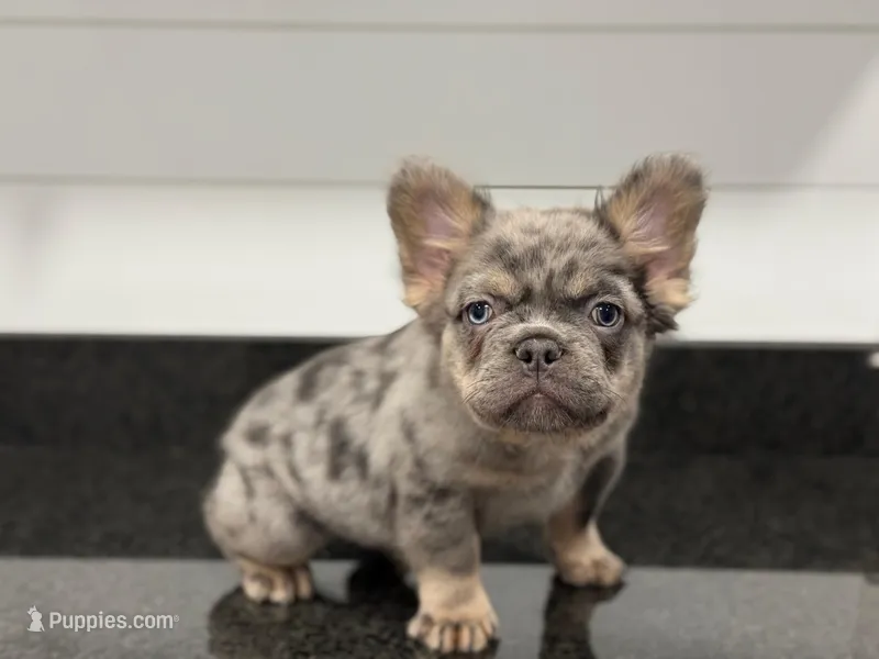 Ash – French Bulldog puppy for sale in Greensboro, NC