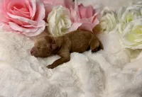 Ruby, a female Poodle - Toy  for sale in Greensboro, NC – Photo 1 of 2