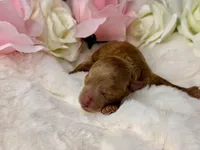 Ruby, a female Poodle - Toy  for sale in Greensboro, NC – Photo 2 of 2