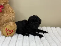 Bella, a female Poodle - Toy  for sale in Greensboro, NC – 2 of 4