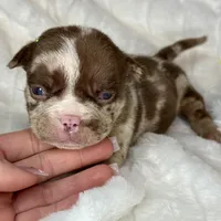 TTG, a male American Bully for sale in Greensboro, NC – Photo 3 of 5