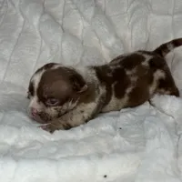 TTG, a male American Bully for sale in Greensboro, NC – Photo 4 of 5