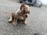 TTG, a male American Bully for sale in Greensboro, NC – Photo 2 of 5