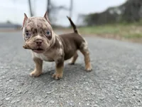 TTG, a male American Bully for sale in Greensboro, NC – Photo 1 of 5