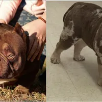 TTG, a male American Bully for sale in Greensboro, NC – Photo 5 of 5