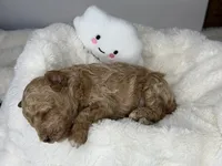 Biscuit, a male Poodle - Miniature  for sale in Greensboro, NC – 3 of 5